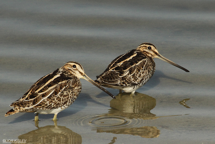 Common Snipe Gallinago gallinago,Maagan Michael, 29-11-11   Lior Kislev